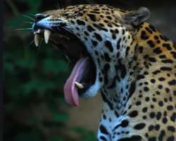 The zoo is home to over five thousand animals of m The zoo is home to over five thousand animals of more than 460 species. The animals in the zoo include snow leopards, African elephants, white lions,